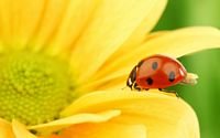 pic for Yellow Sunflower And Red Ladybug 